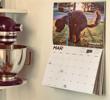 Pooping Dogs Calendar 2020